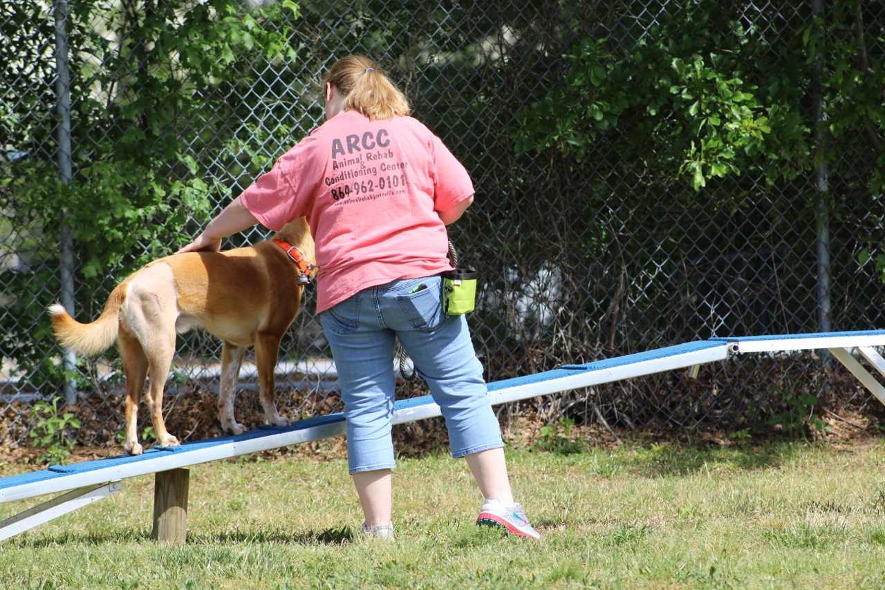 Animal Rehab & Conditioning Center opens fitness field for dogs Who's
