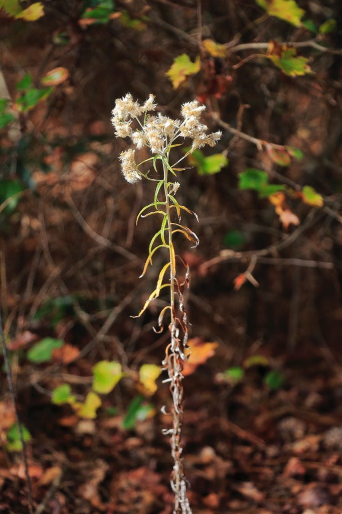 That Legendary Everlasting Plant, Rabbit Tobacco Who's On The Move