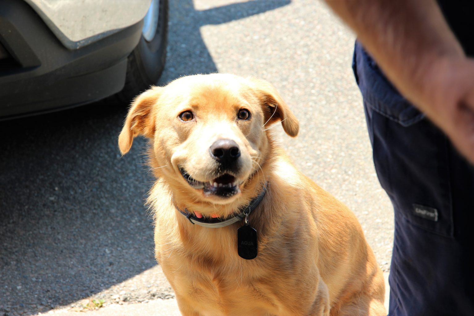 Berkeley County Water & Sanitation water leak detection dog