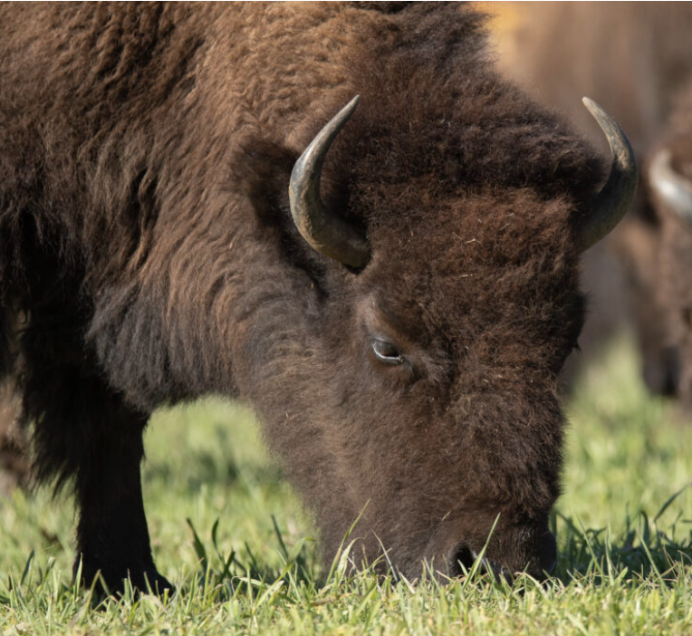 Wingard’s Market hosts Tatanka Bison Tour - Who's On The Move