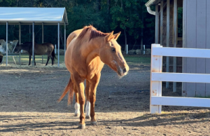 Photo of brown horse