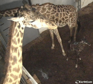 EarthCam broadcasts live giraffe birth at Greenville Zoo in South